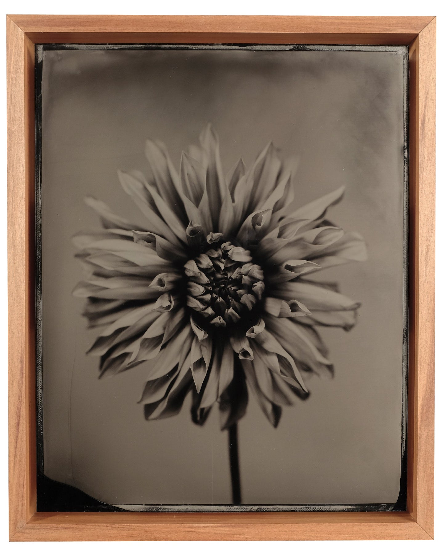 Dahlia #4