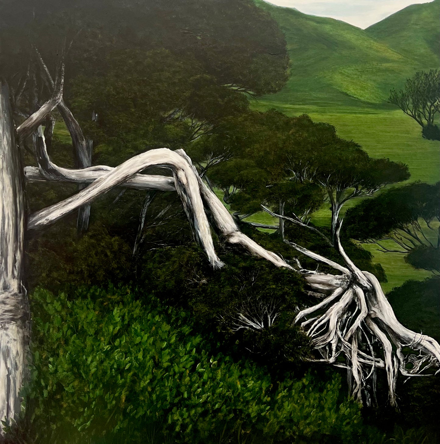 Pāhautea