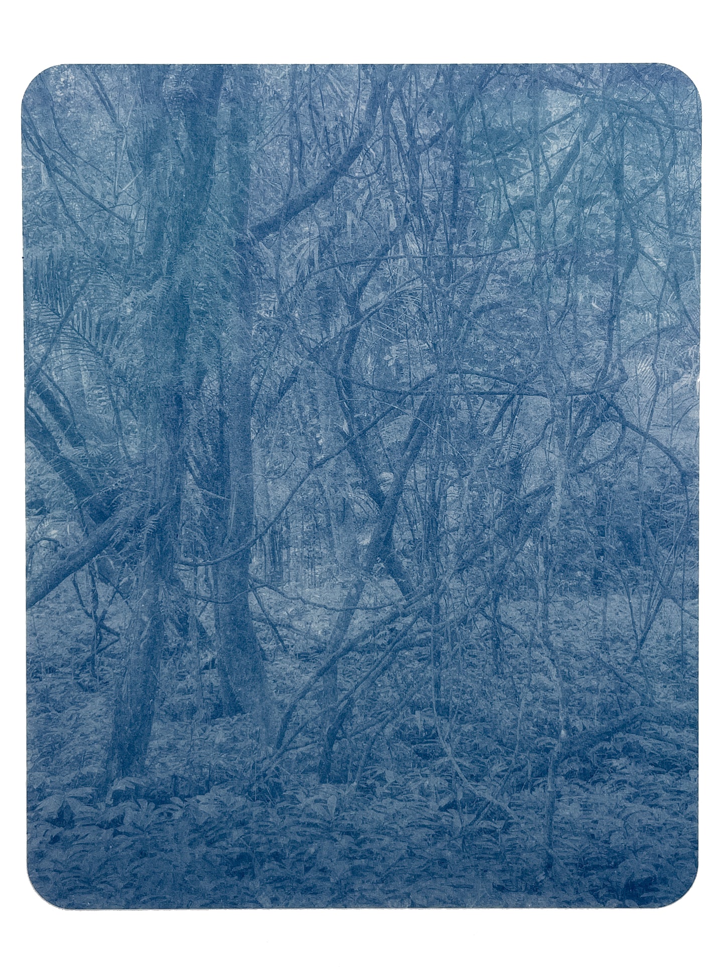 Portrait of Nature II
