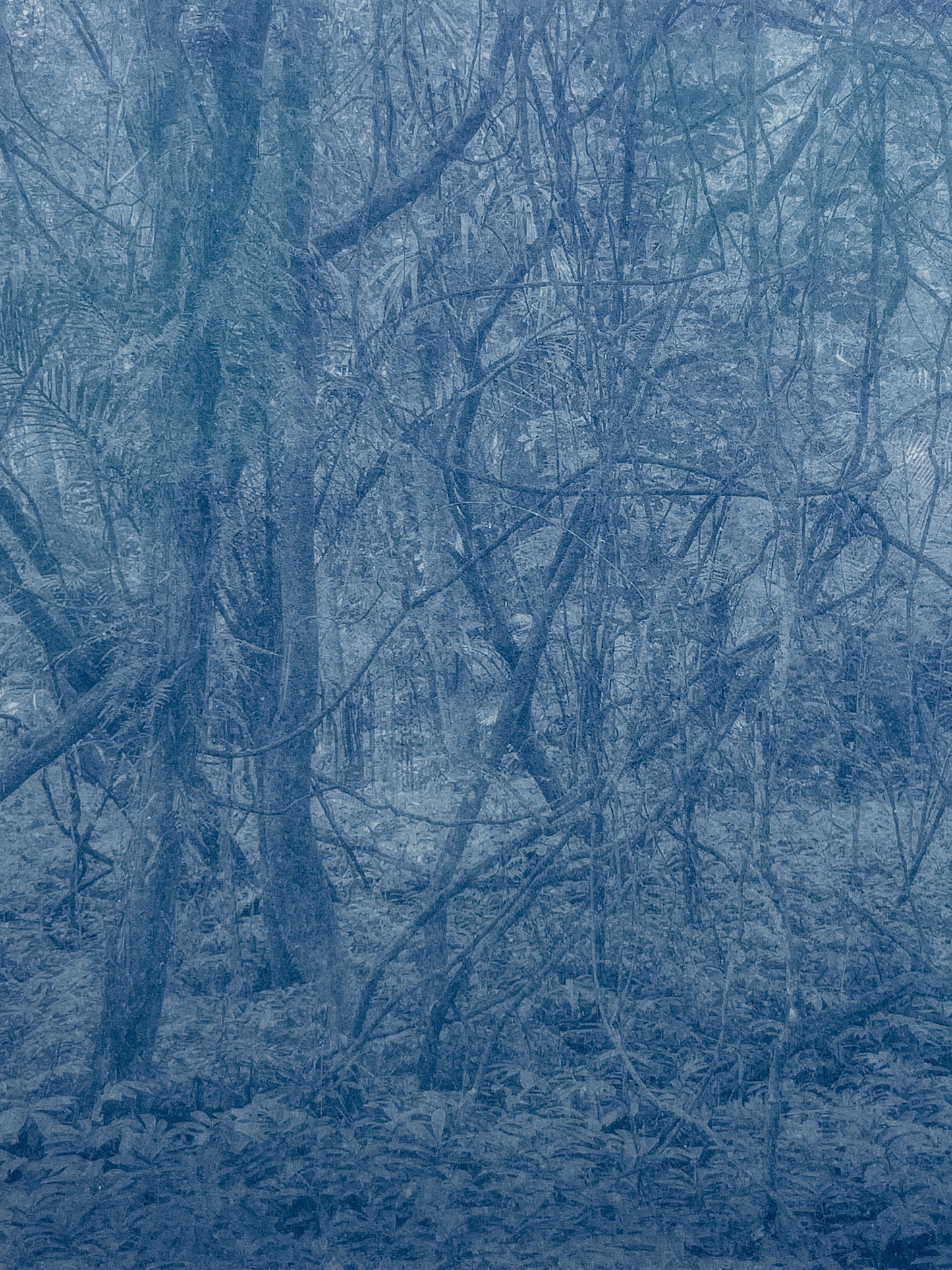 Portrait of Nature II