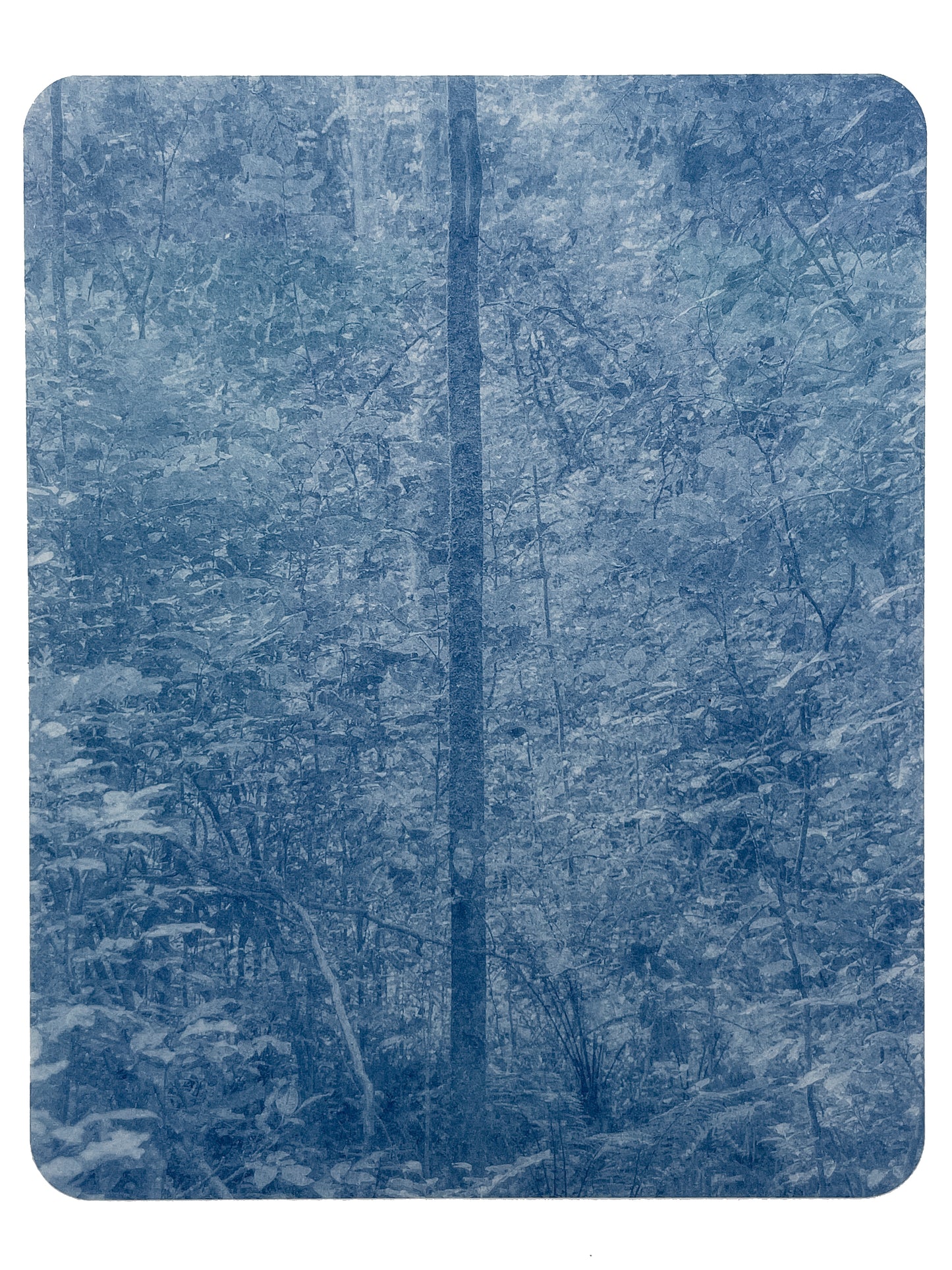 Portrait of Nature IV