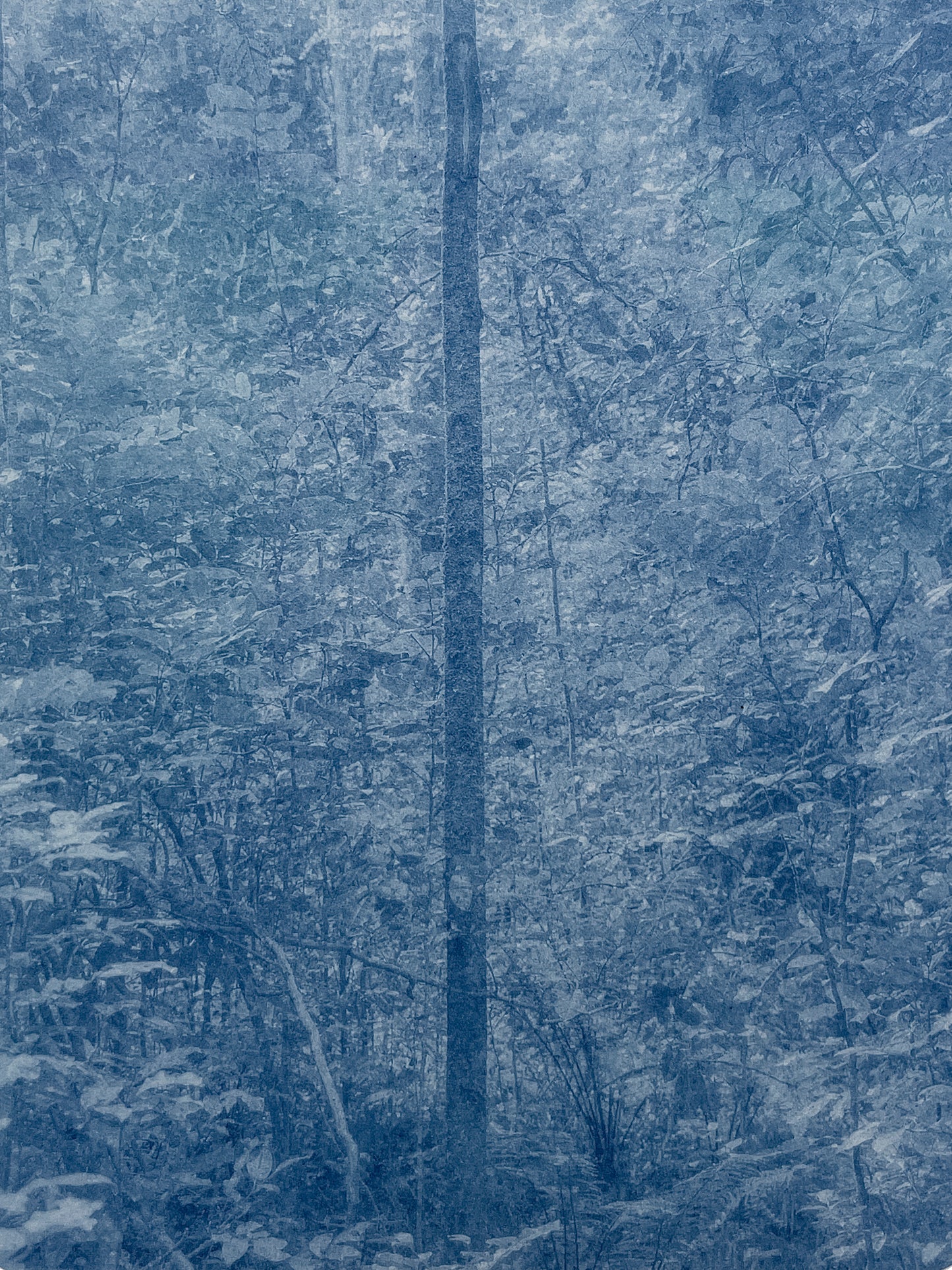 Portrait of Nature IV
