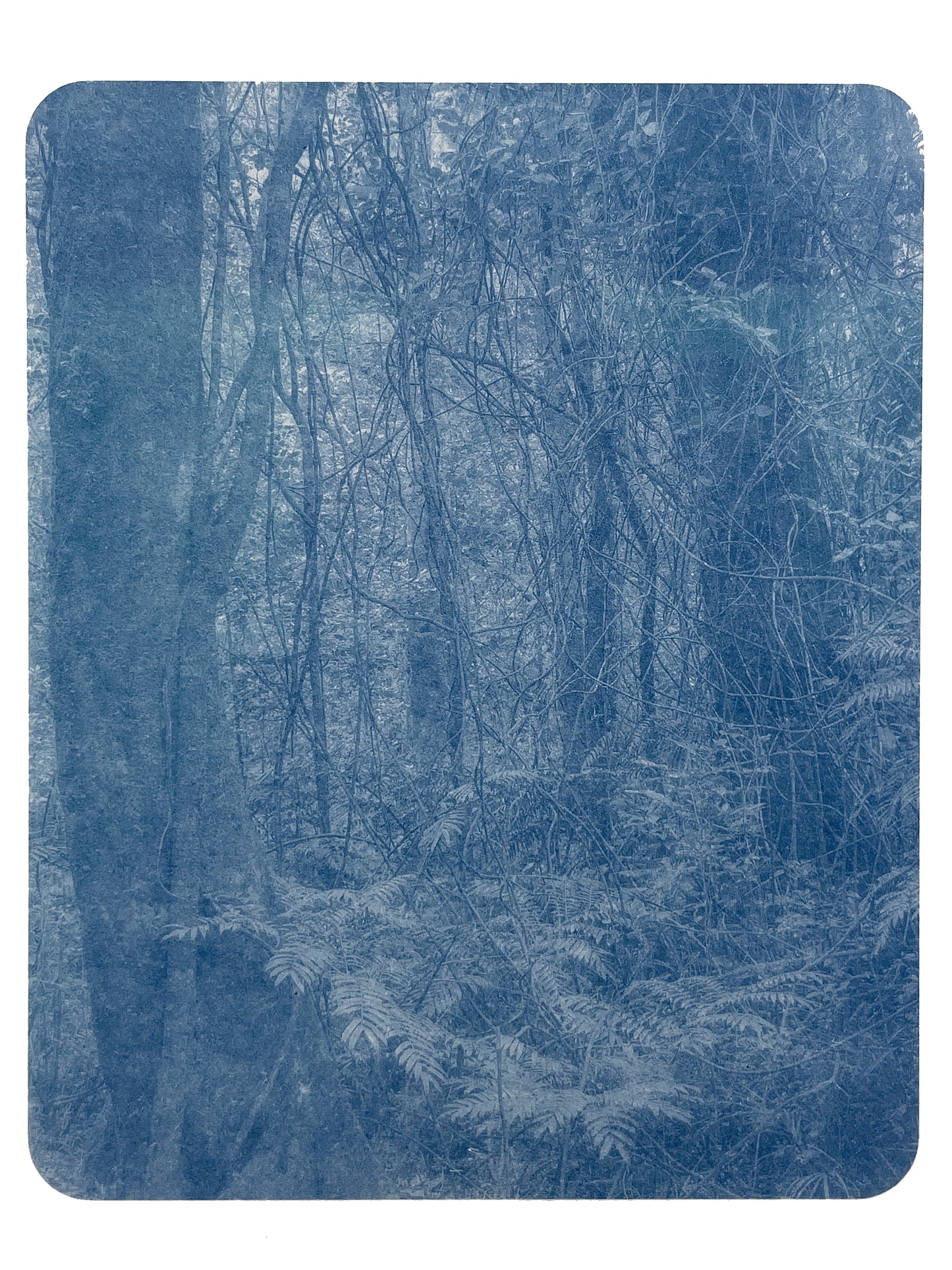 Portrait of Nature V