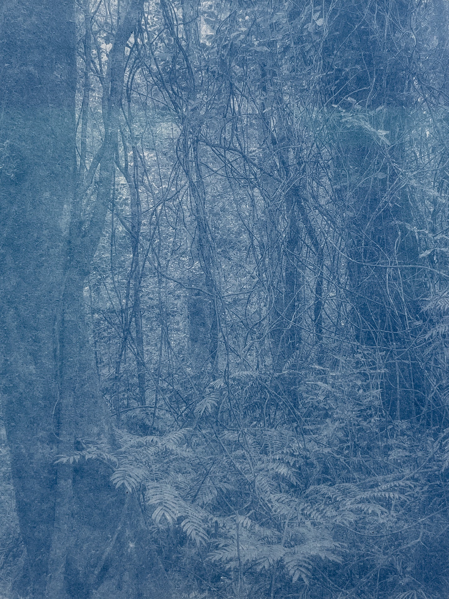 Portrait of Nature V