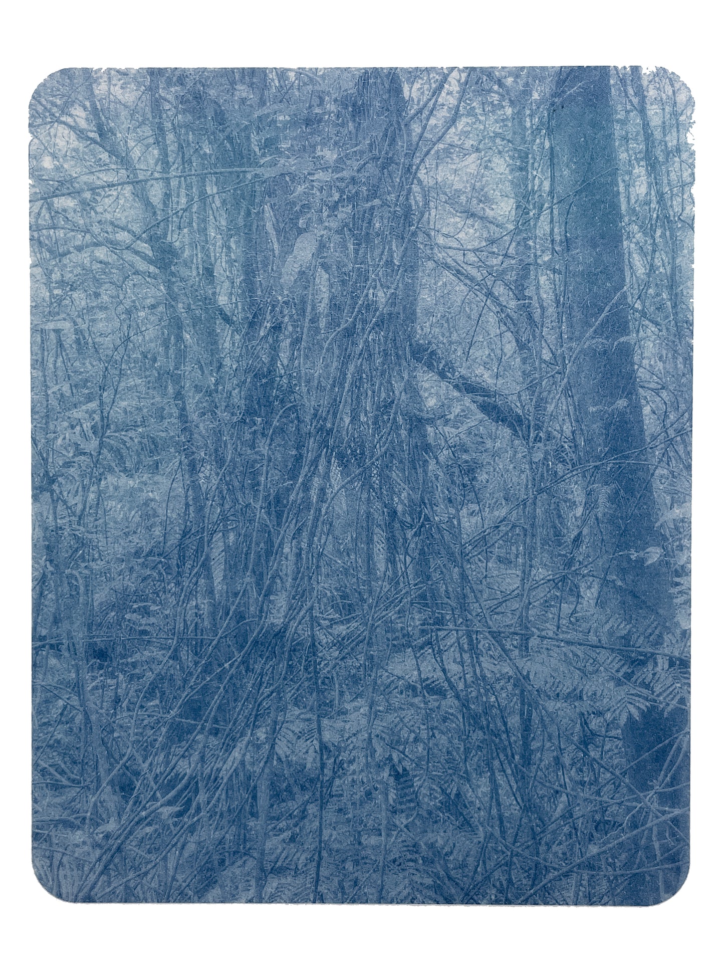 Portrait of Nature VI