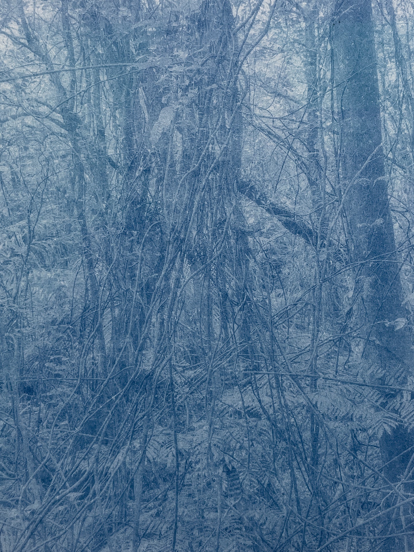 Portrait of Nature VI