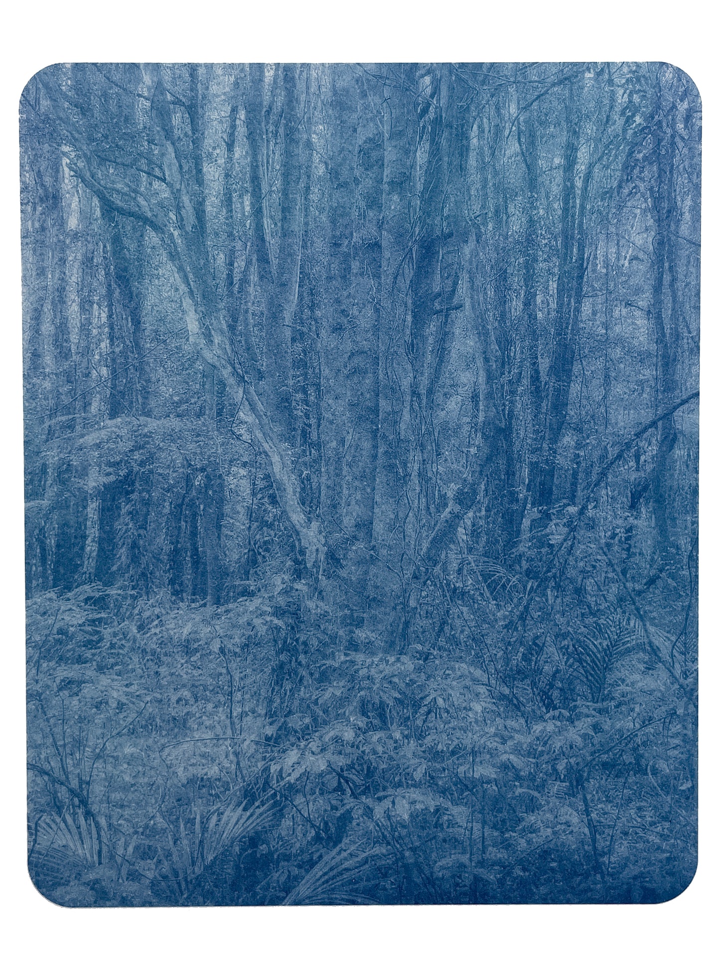 Portrait of Nature VII