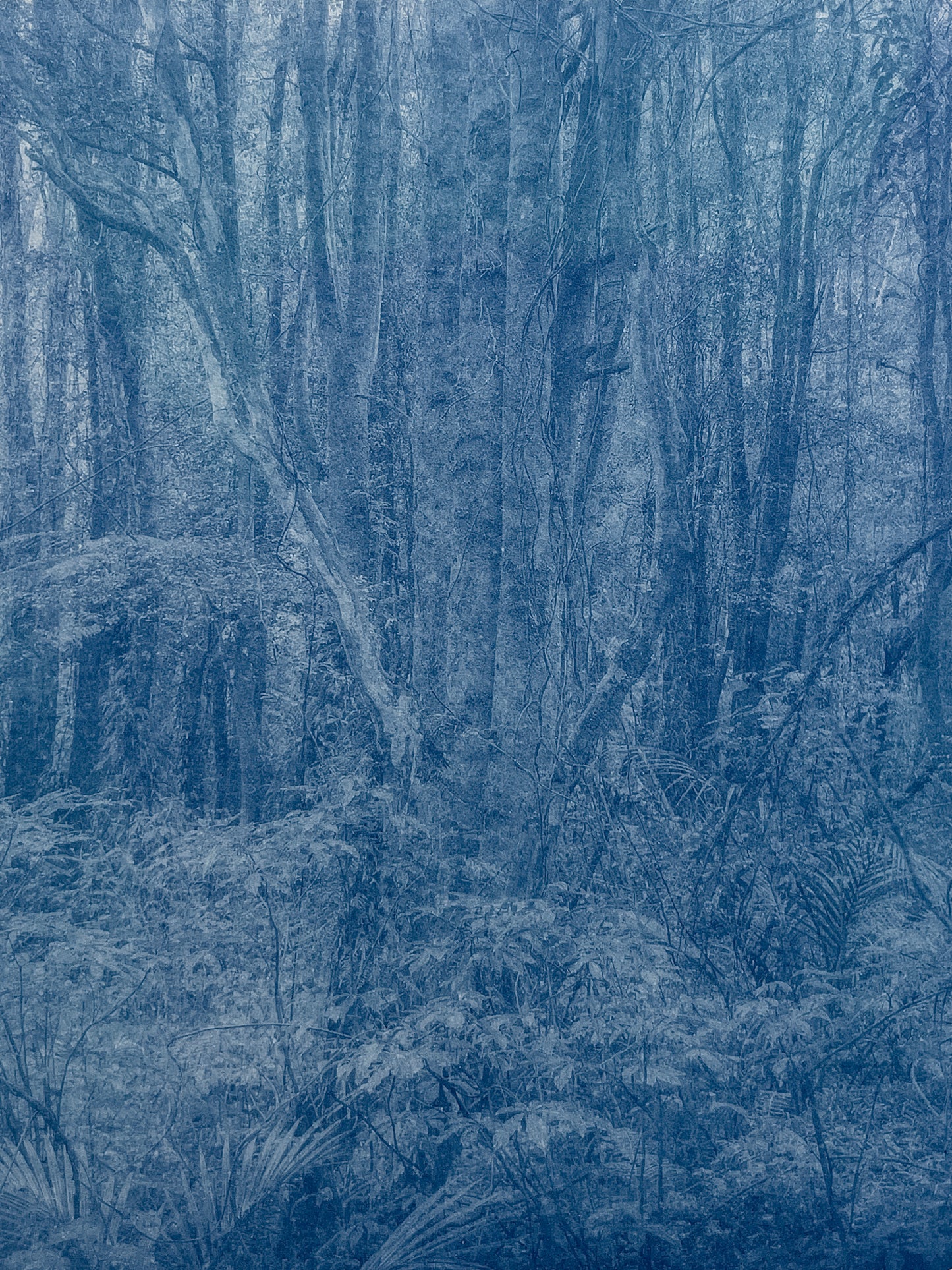 Portrait of Nature VII