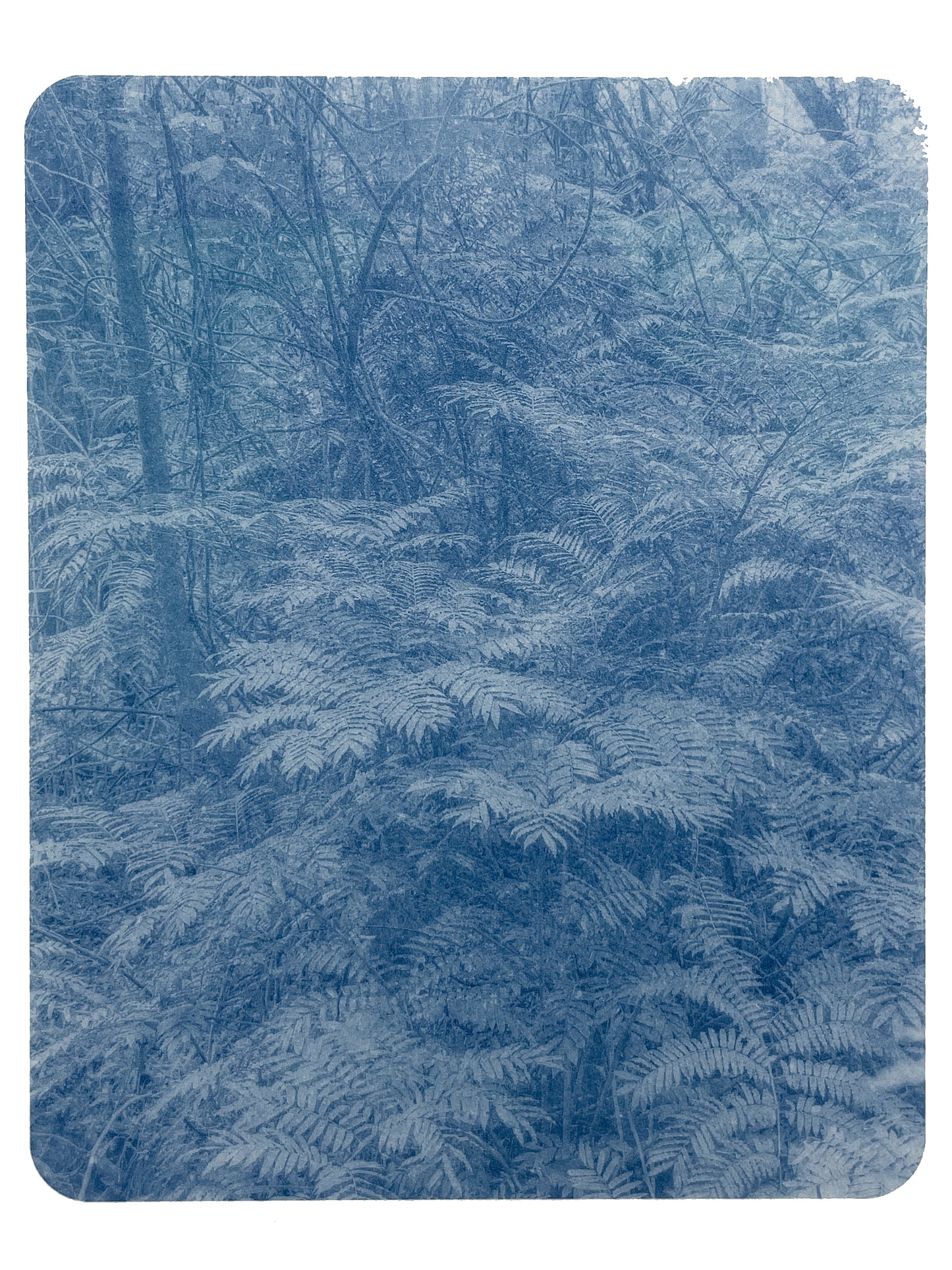 Portrait of Nature VIII