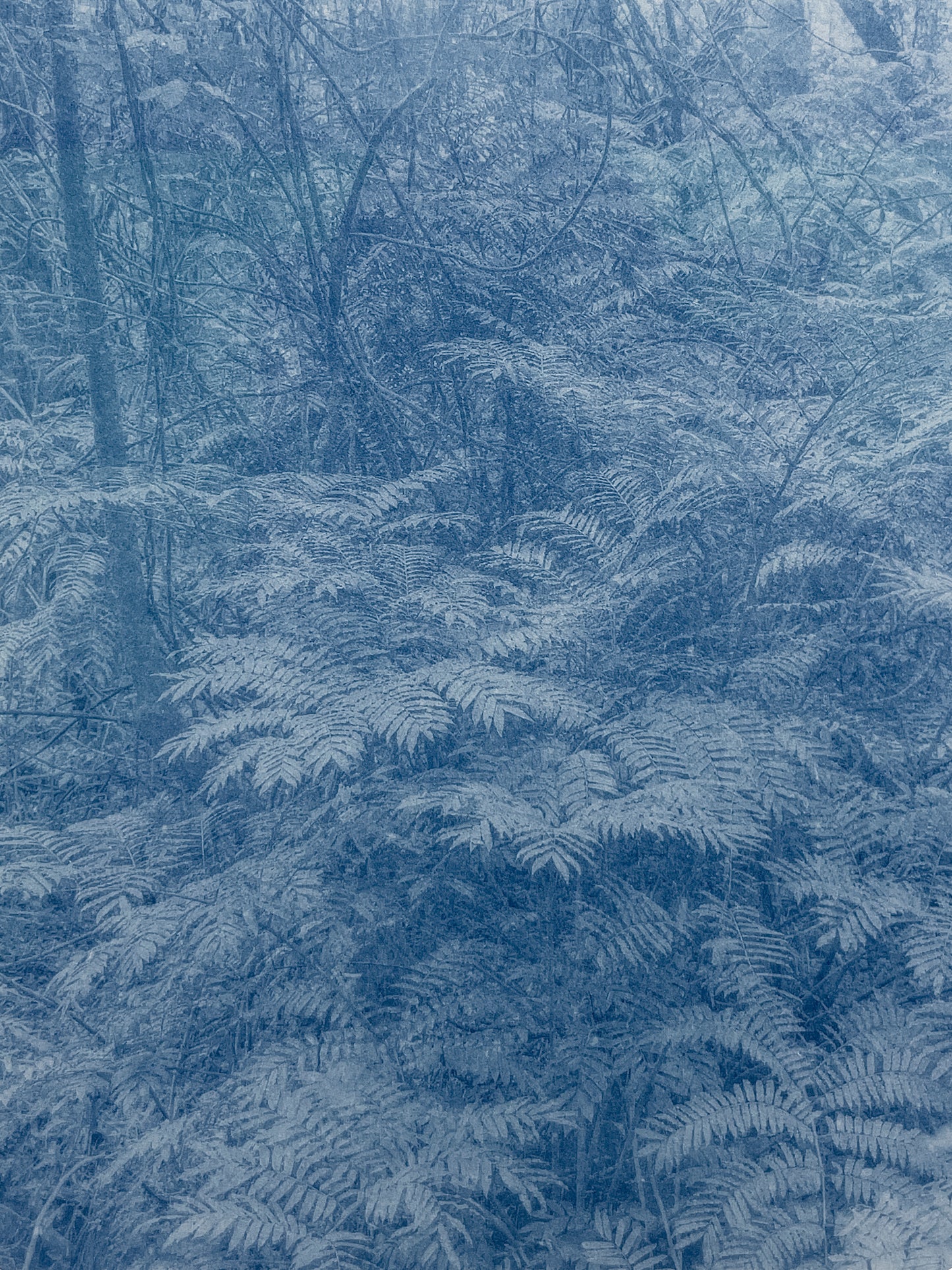 Portrait of Nature VIII
