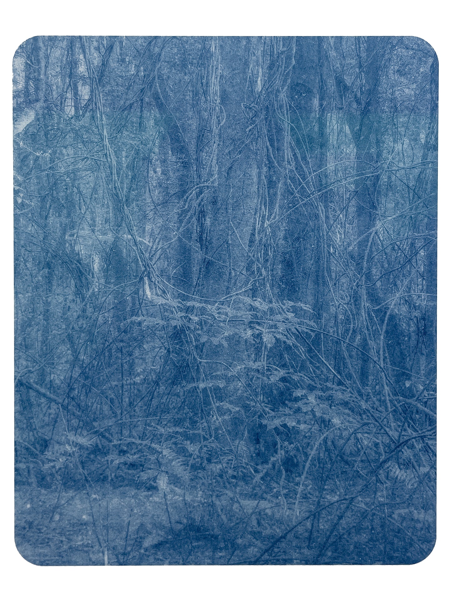 Portrait of Nature IX