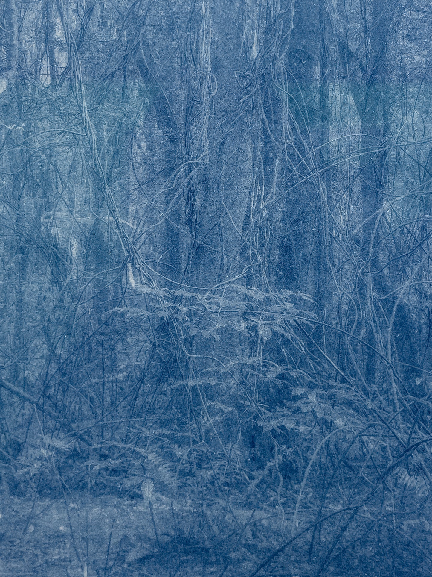 Portrait of Nature IX