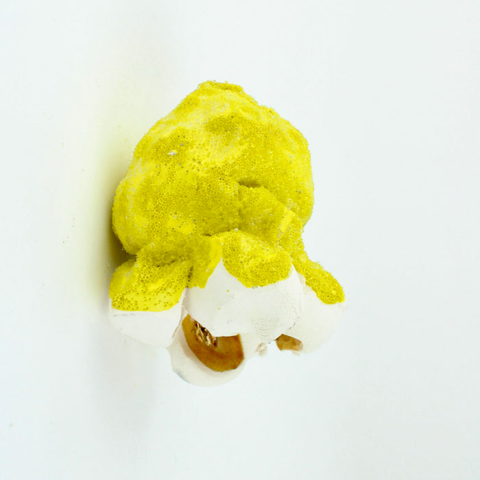 Popcorn - yellow I