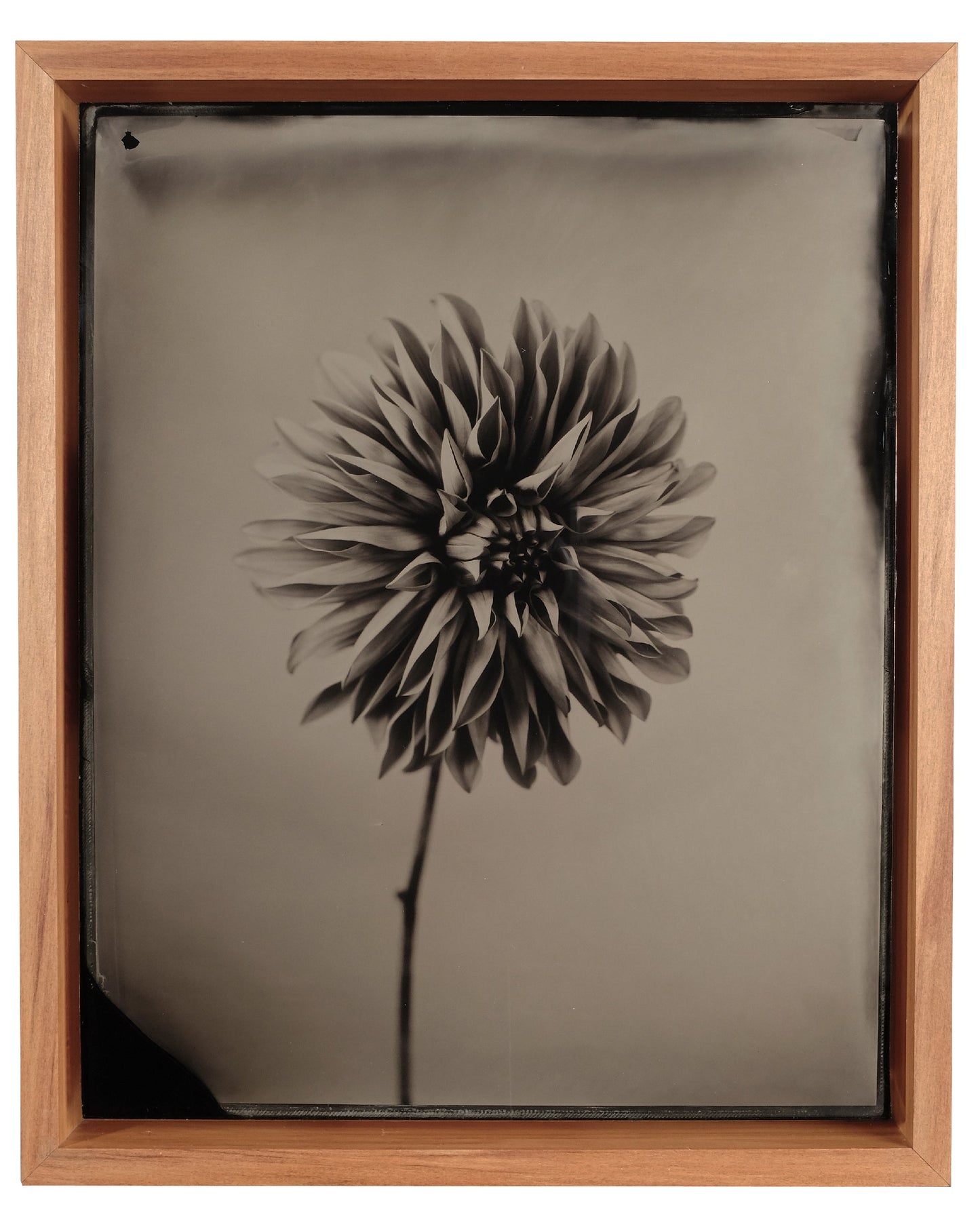 Dahlia #1