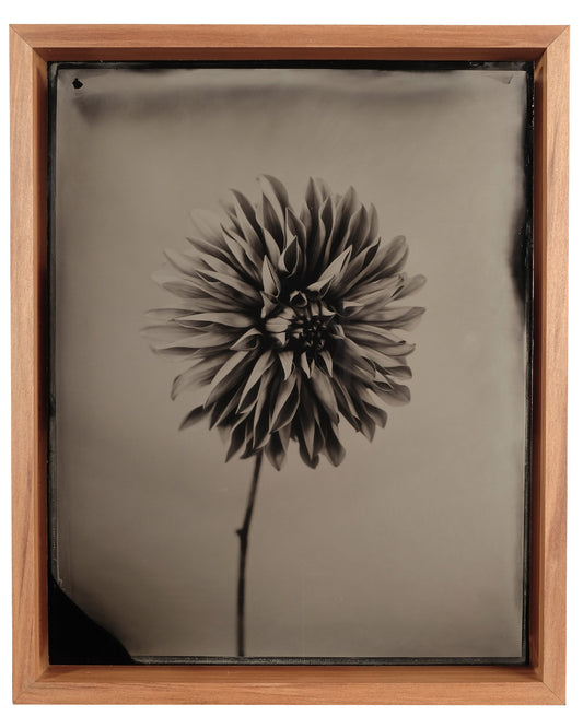 Dahlia #1
