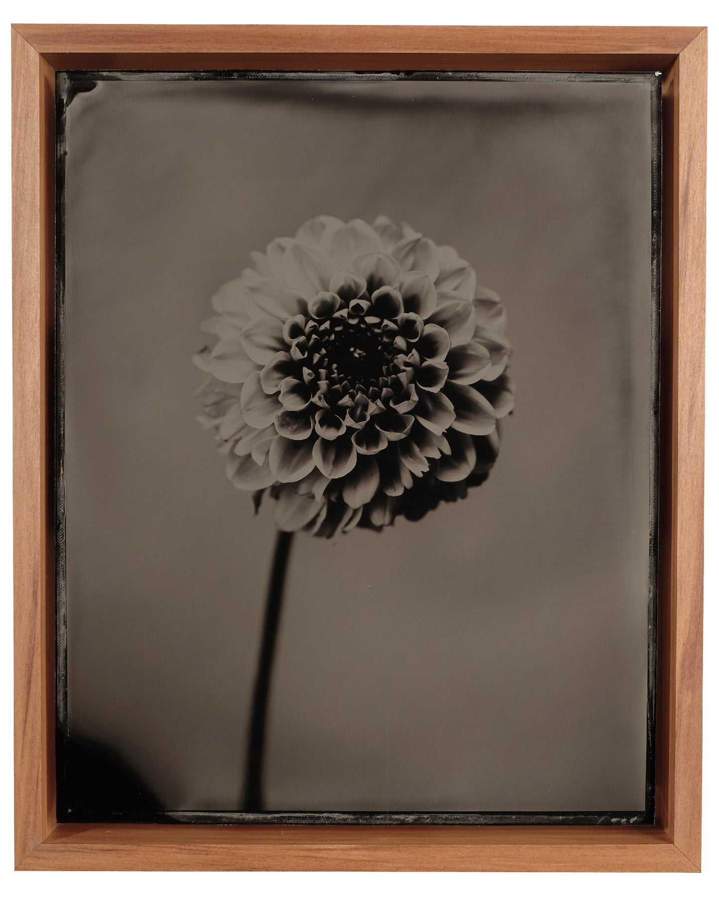 Dahlia #3