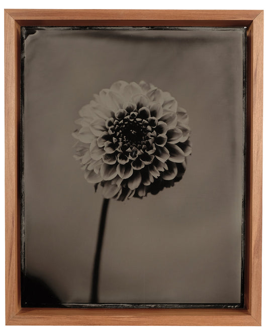 Dahlia #3