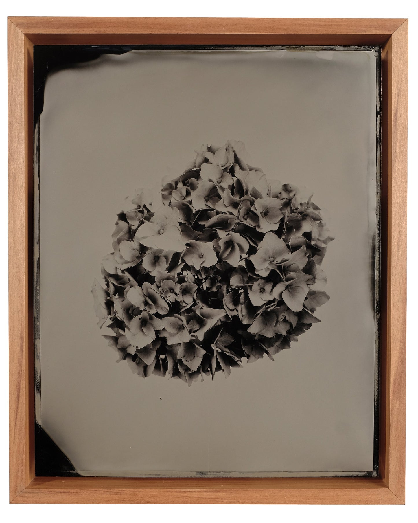 Hydrangea #3